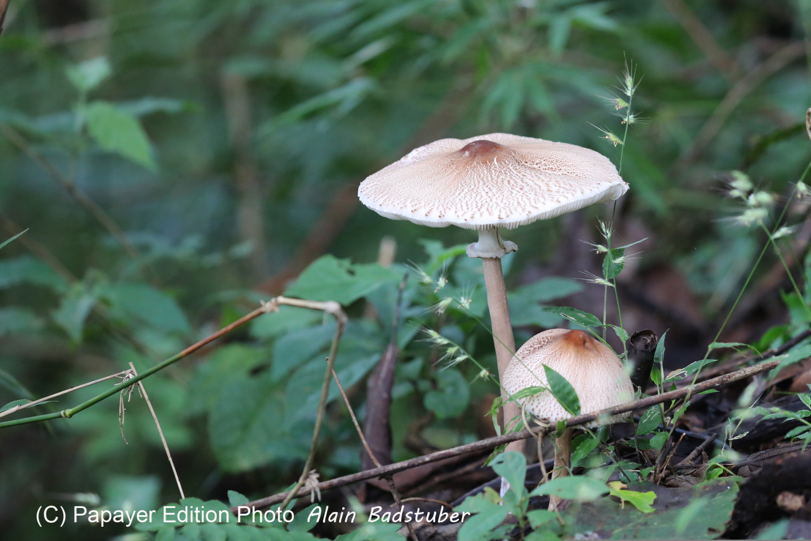Parque Natural Metropolitano