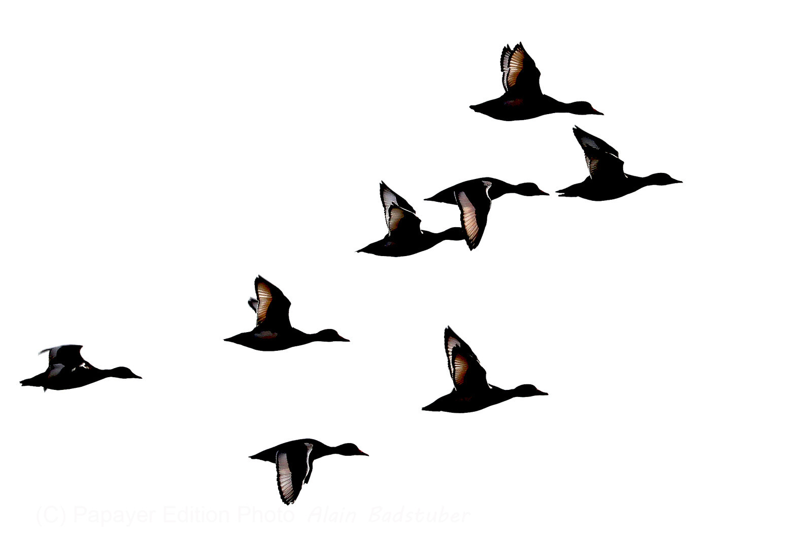 Faune et Flore de Suisse, 2022, Vaumarcus, Vol de Fuligules morillons