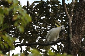 Oiseaux à Cape Tribulation