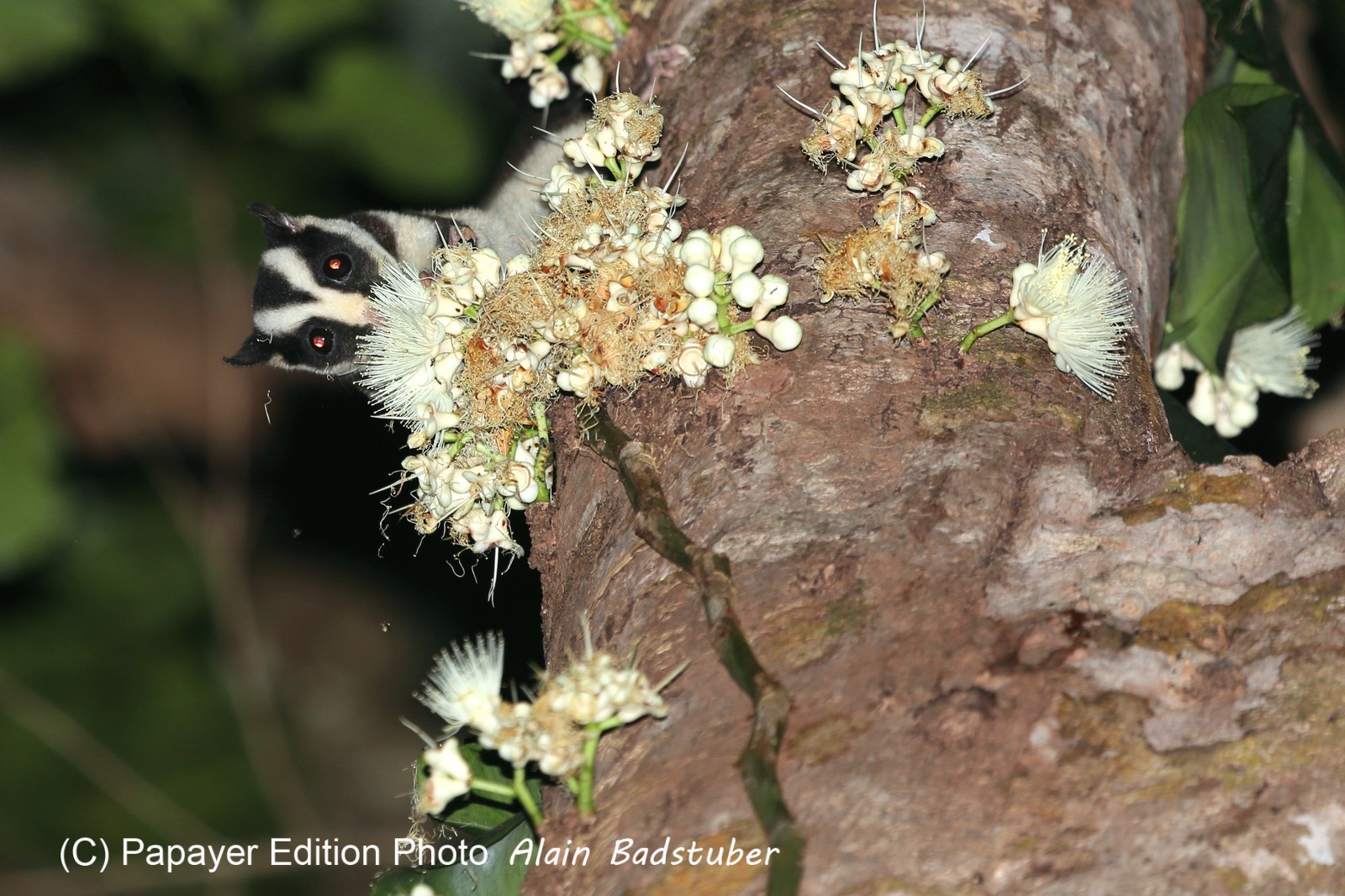 Mammifères à Cape Tribulation