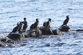 Faune et Flore de Suisse, 2022, Vaumarcus, Grands Cormoran