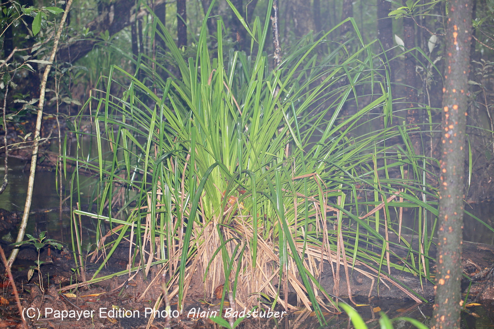 L'Australie à Cow Bay et Cape Tribulation en 2017