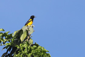 Deuxième séjour à Sarteneja, Bélize, Novembre - Décembre 2021