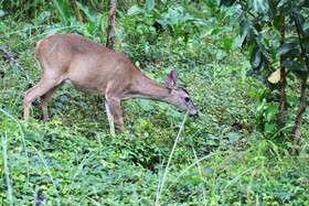 Parque Natural Metropolitano