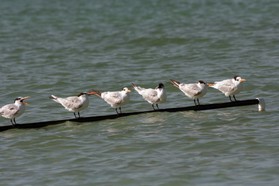 Images_Belize_2011_379