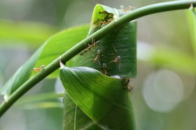 Fourmis à Cape Tribulation