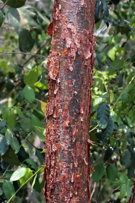 Images_Belize_2011_394