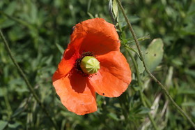 Ballade aux Follatères en mai 2018