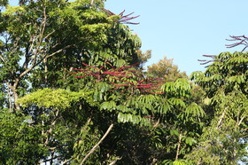 L'Australie à Cow Bay et Cape Tribulation en 2017