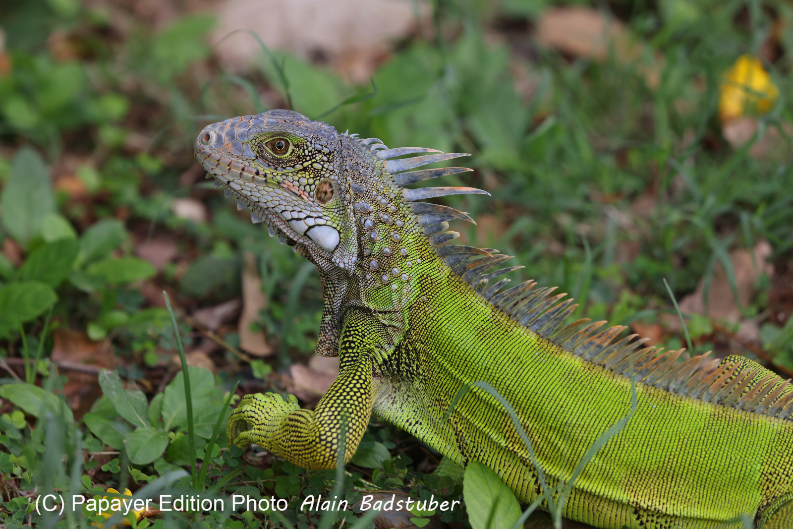 Punta Culebra Nature Center