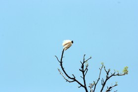 Images_Belize_2011_399