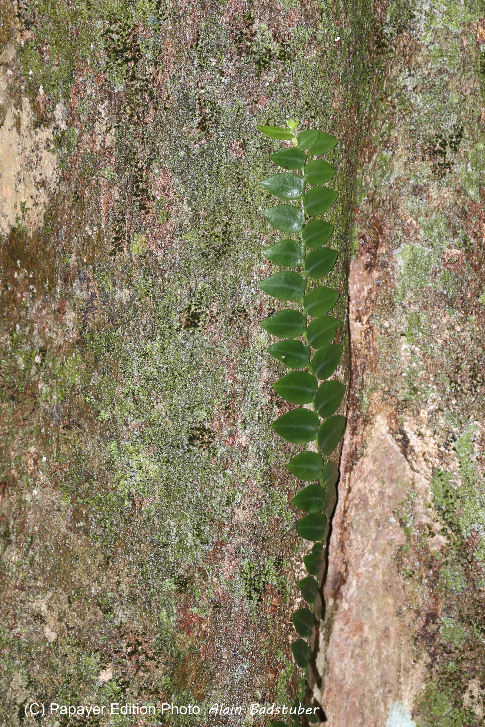 L'Australie à Cow Bay et Cape Tribulation en 2017