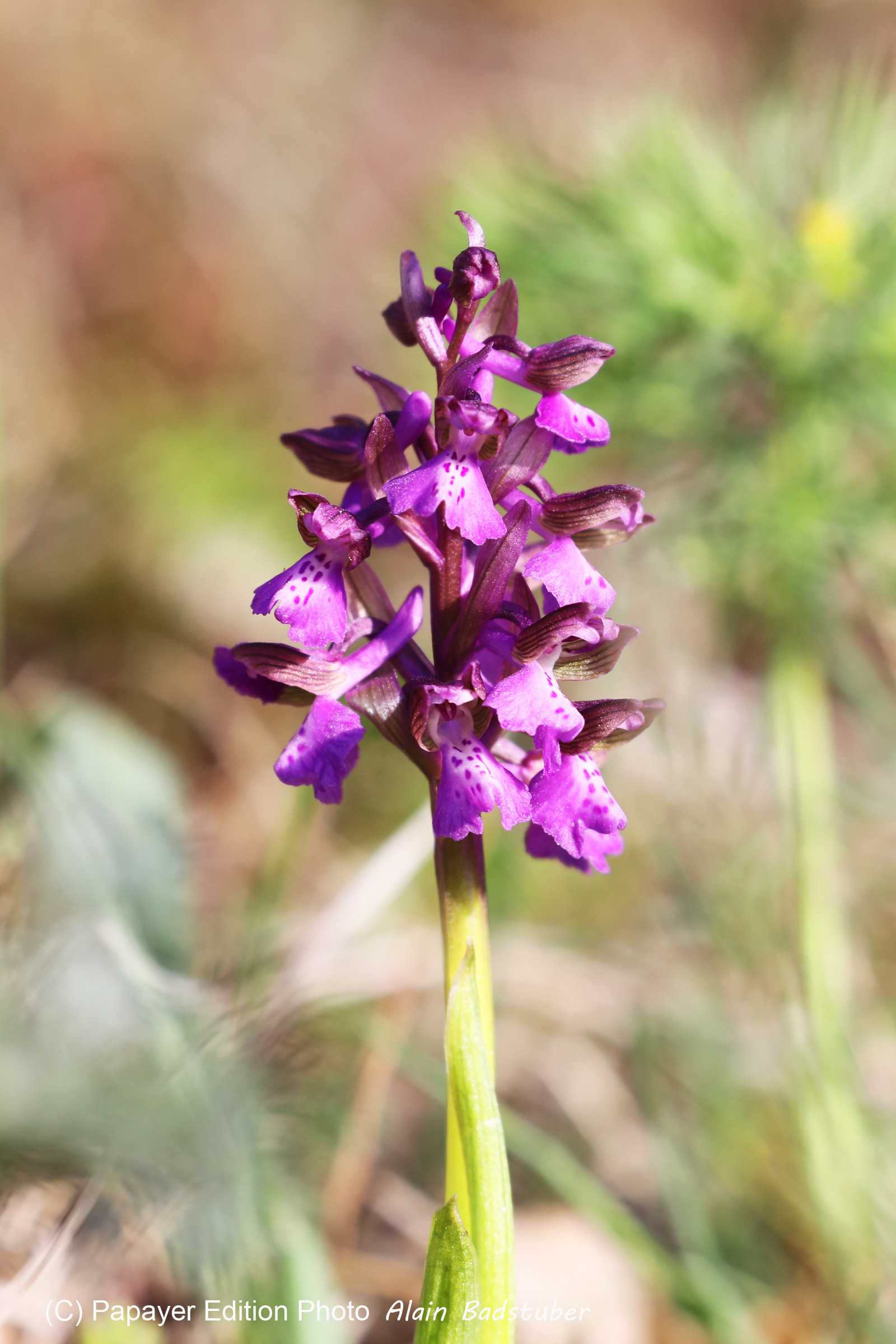 Orchis bouffon (Orchis morio)