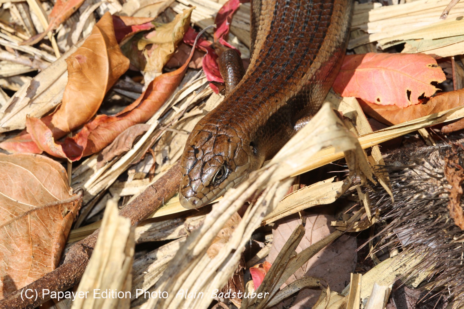 Reptiles à Cape Tribulation