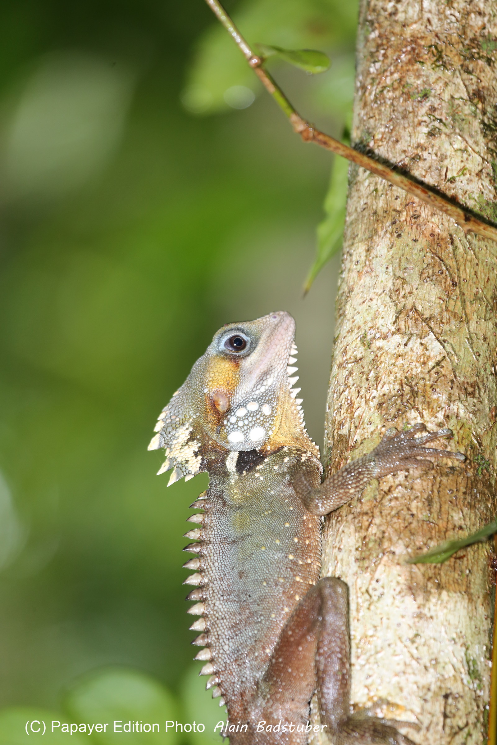 L'Australie à Cow Bay et Cape Tribulation en 2017