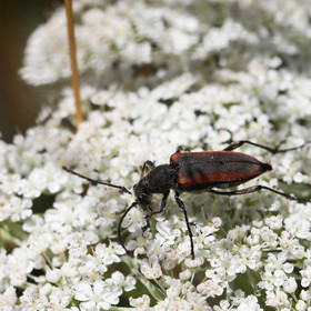 cerambycidae_2.jpg