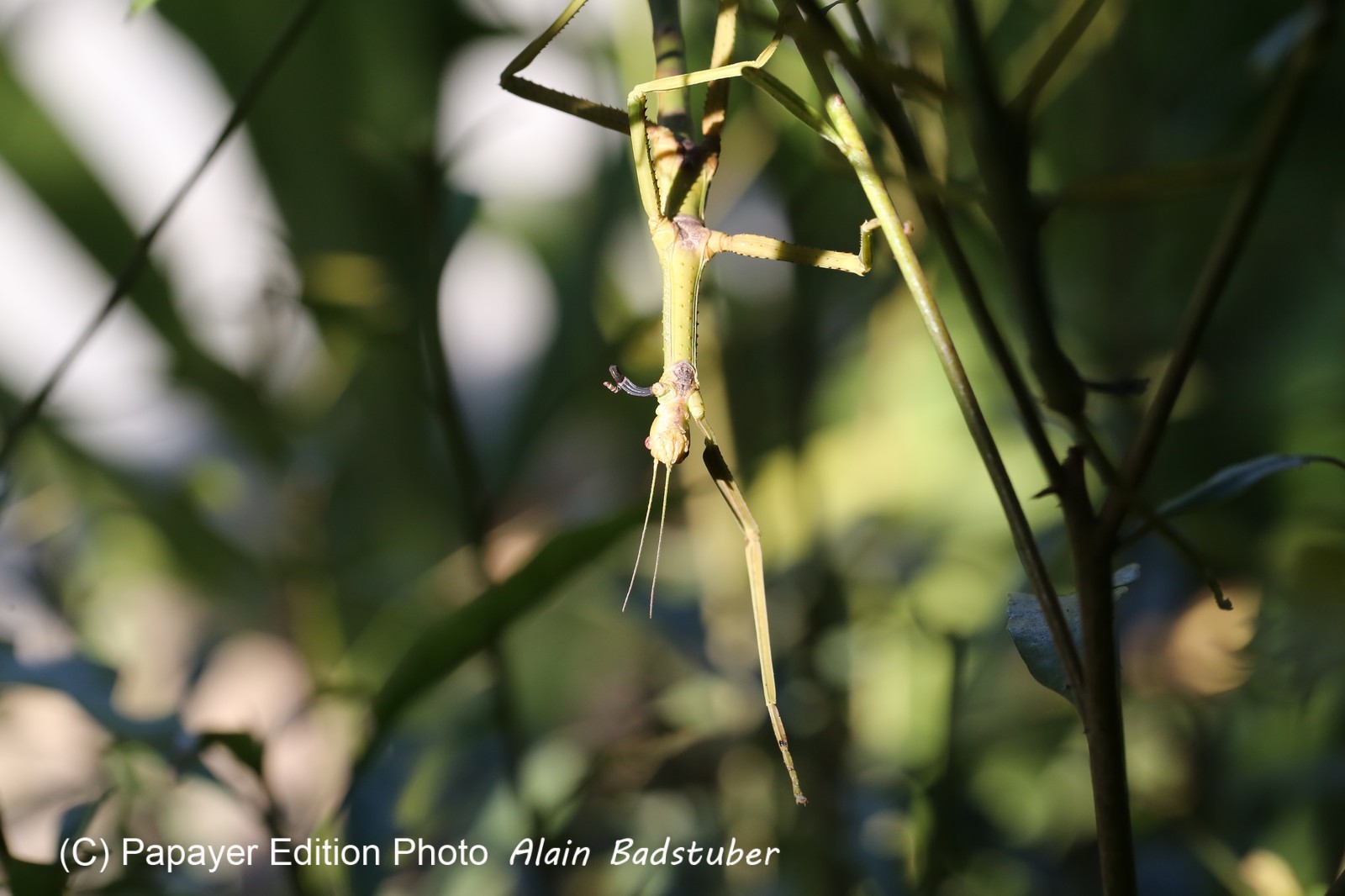 Phasmes à Cape Tribulation