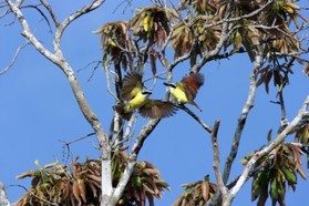 Images_Belize_2011_076