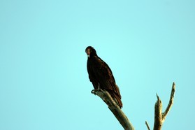 Images_Belize_2011_354