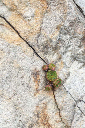 Elles, ces Joubarbes, n'ont décidément pas besoin de grand choses pour vivre... En attente de floraison pour détermination...