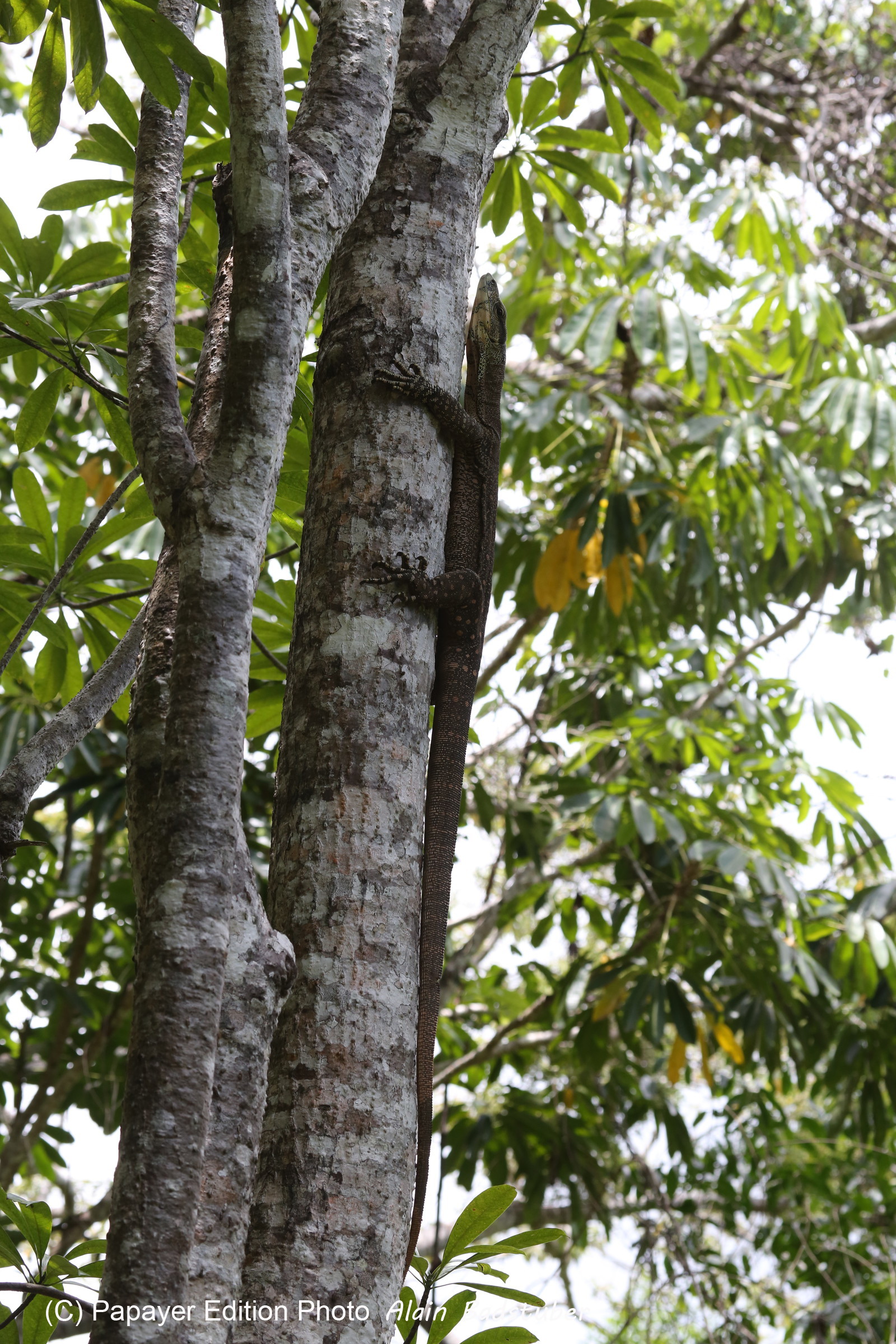 L'Australie à Cow Bay et Cape Tribulation en 2017