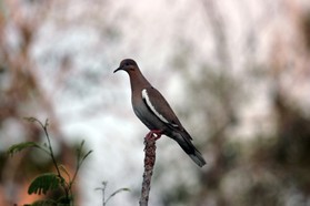 Images_Belize_2011_319