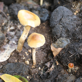 Végétaux et Champignons