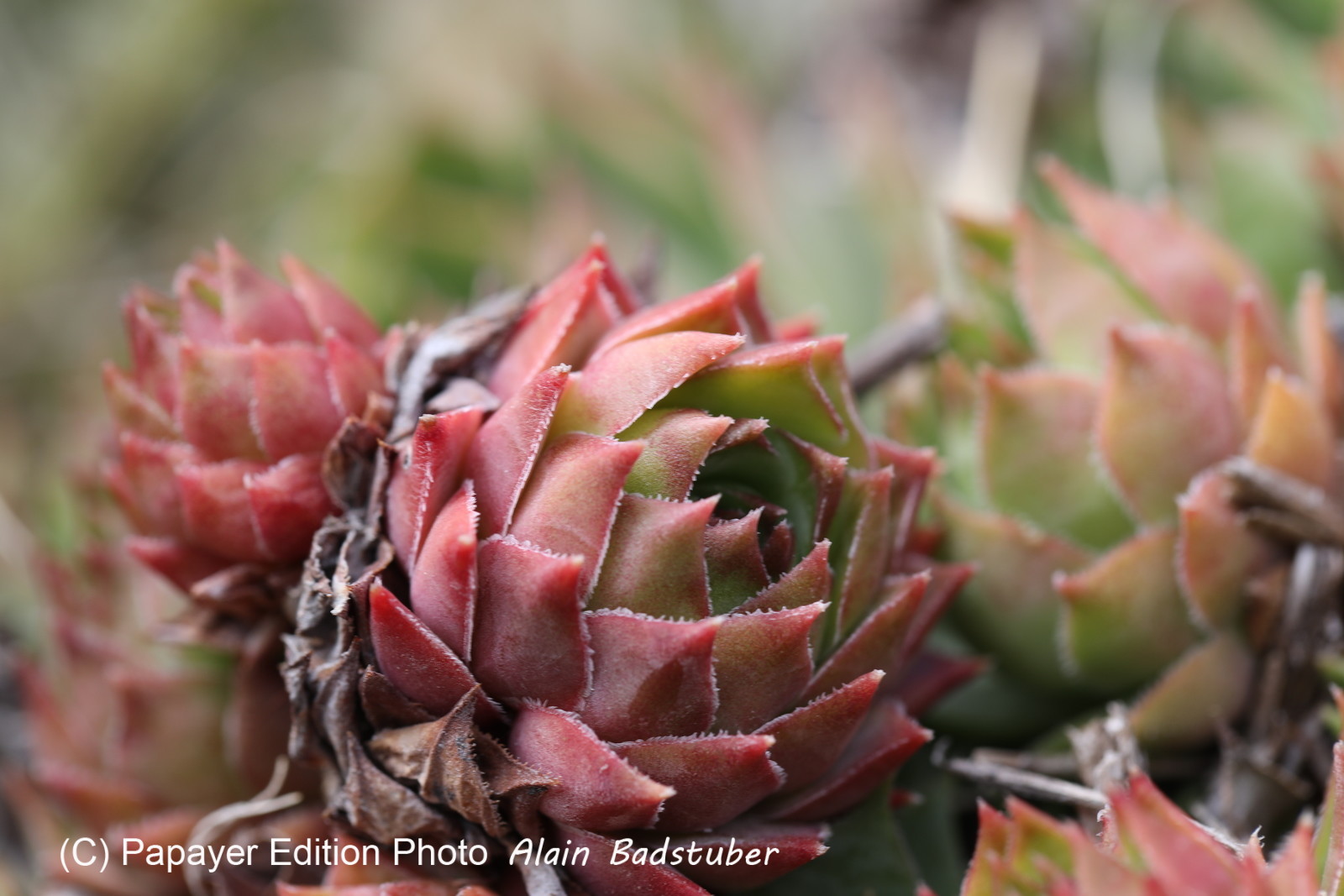 En attente de floraison pour détermination...