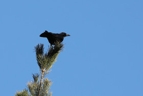 Faune et Flore de Suisse, 2022