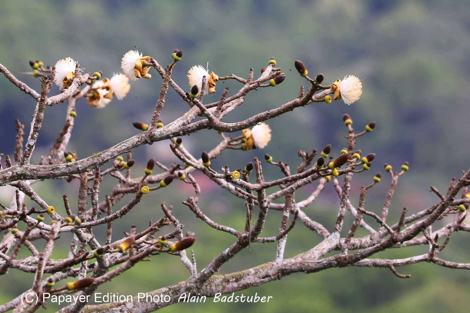 Parque Natural Metropolitano