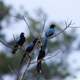 Premier séjour à Crooked Tree , au Bélize en octobre 2021
