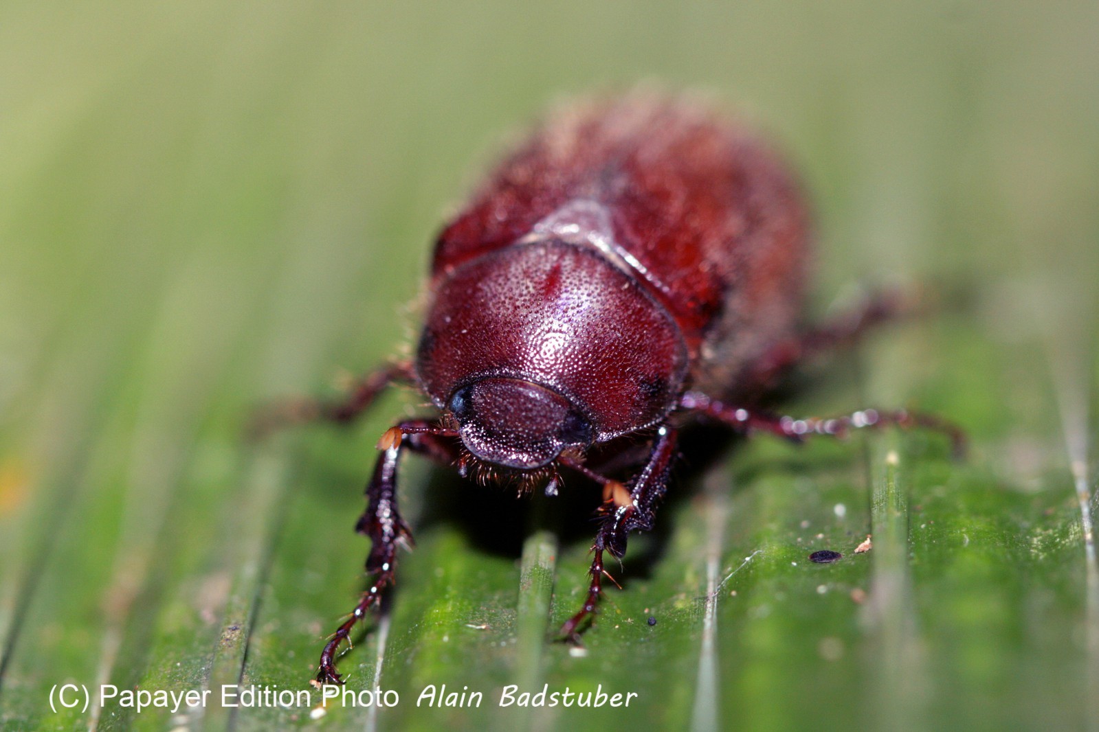 Images_Belize_2011_291
