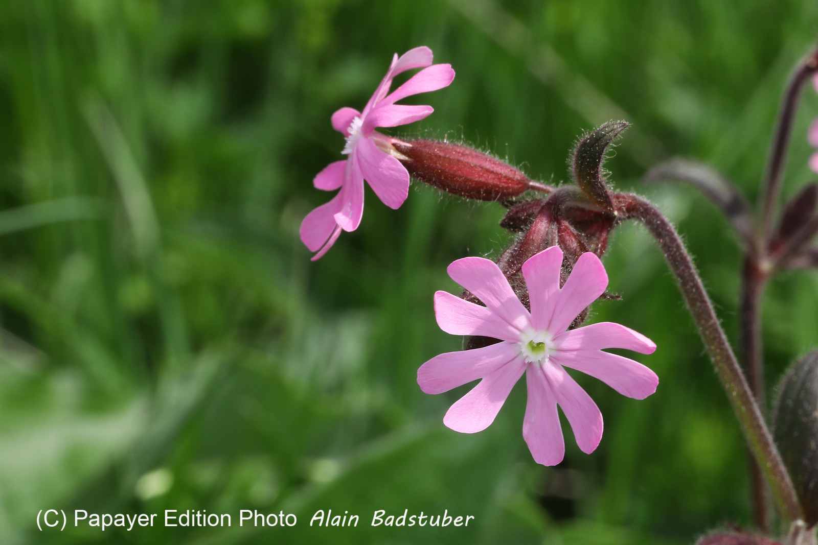 Encore une journée non favorable à la pratique de WingFoil