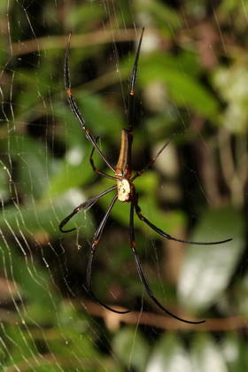 L'Australie à Cow Bay et Cape Tribulation en 2017