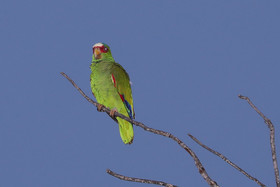 Deuxième séjour à Sarteneja, Bélize, Novembre - Décembre 2021