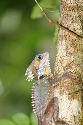L'Australie à Cow Bay et Cape Tribulation en 2017