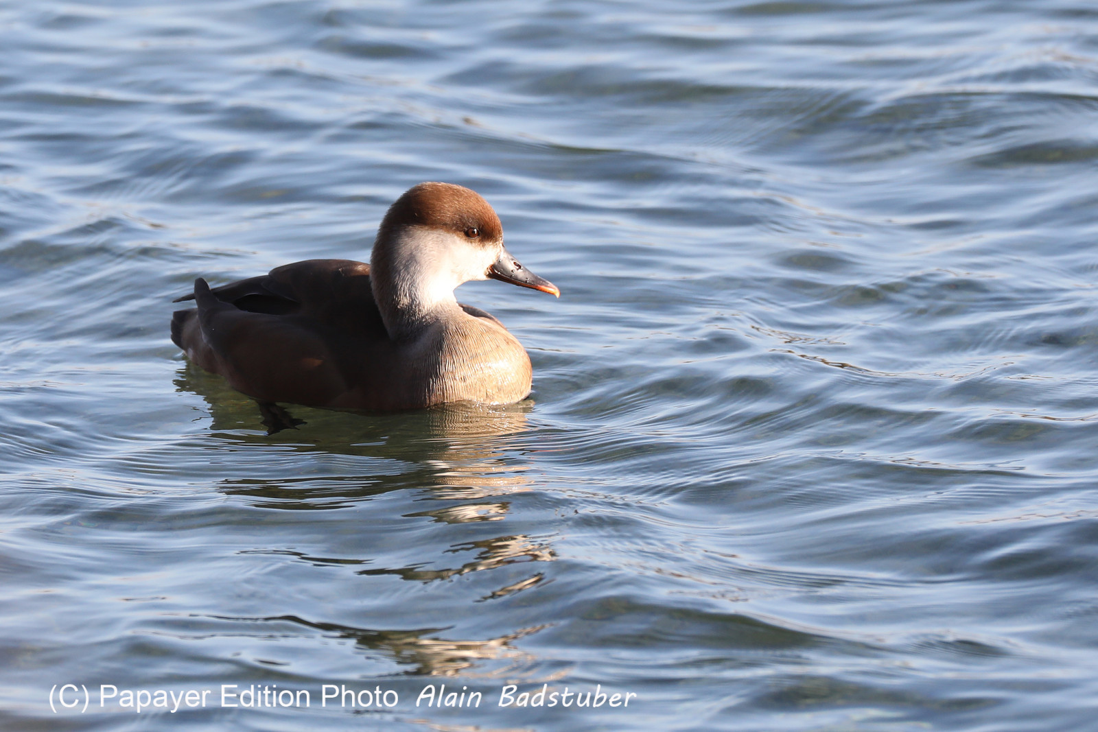 Faune et Flore de Suisse, 2022, Vaumarcus, Nettes rousses