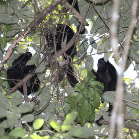 Singes hurleurs à Punta Gorda, Bélize