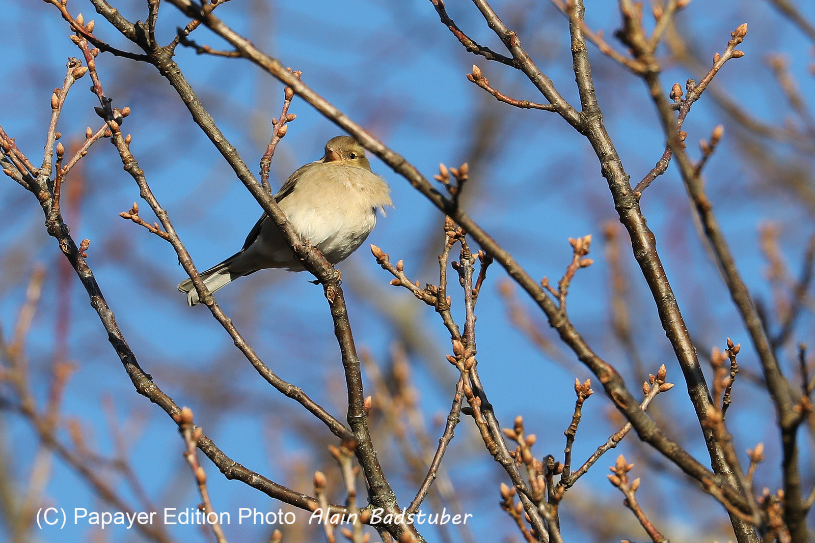 Faune et Flore de Suisse, 2022