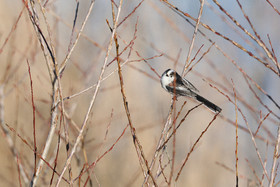 Faune et Flore de Suisse, 2022, Vaumarcus, Mésange à longue queue
