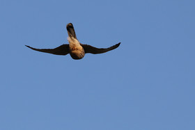 Faune et Flore de Suisse, 2022