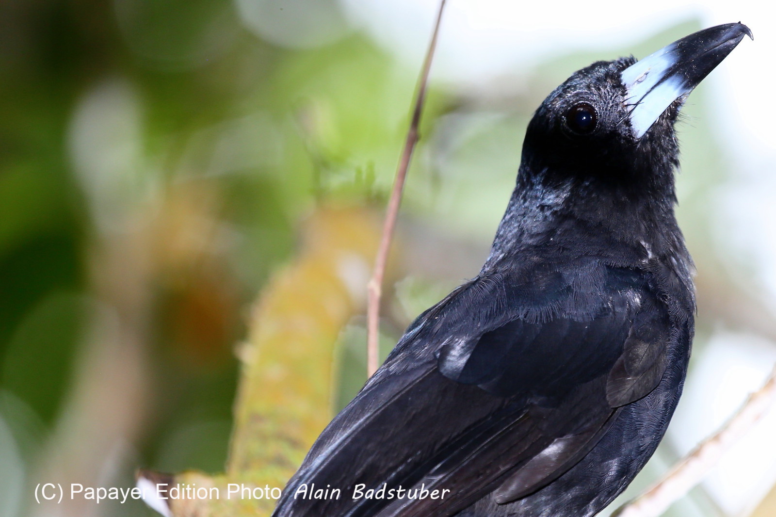 L'Australie à Cow Bay et Cape Tribulation en 2017