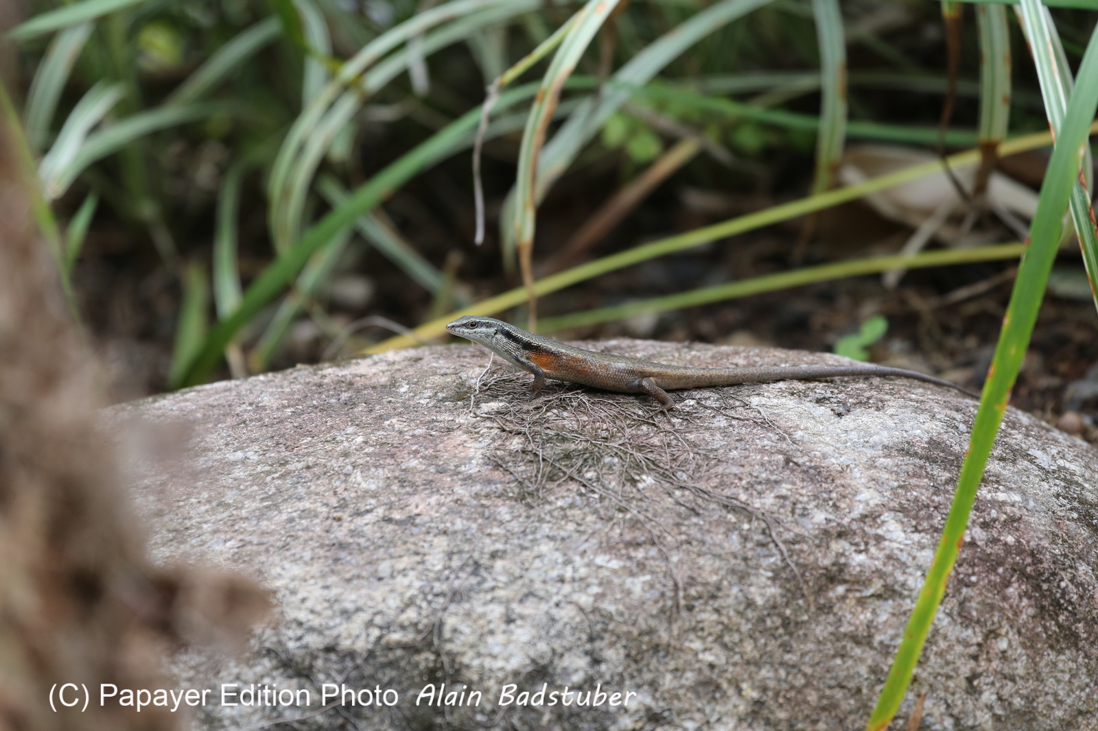 L'Australie à Cow Bay et Cape Tribulation en 2017