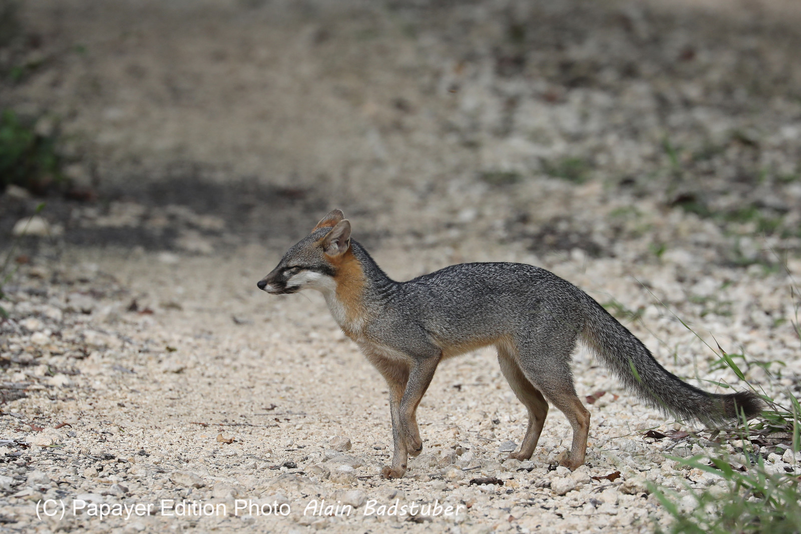 Deuxième séjour à Sarteneja, Bélize, Novembre - Décembre 2021