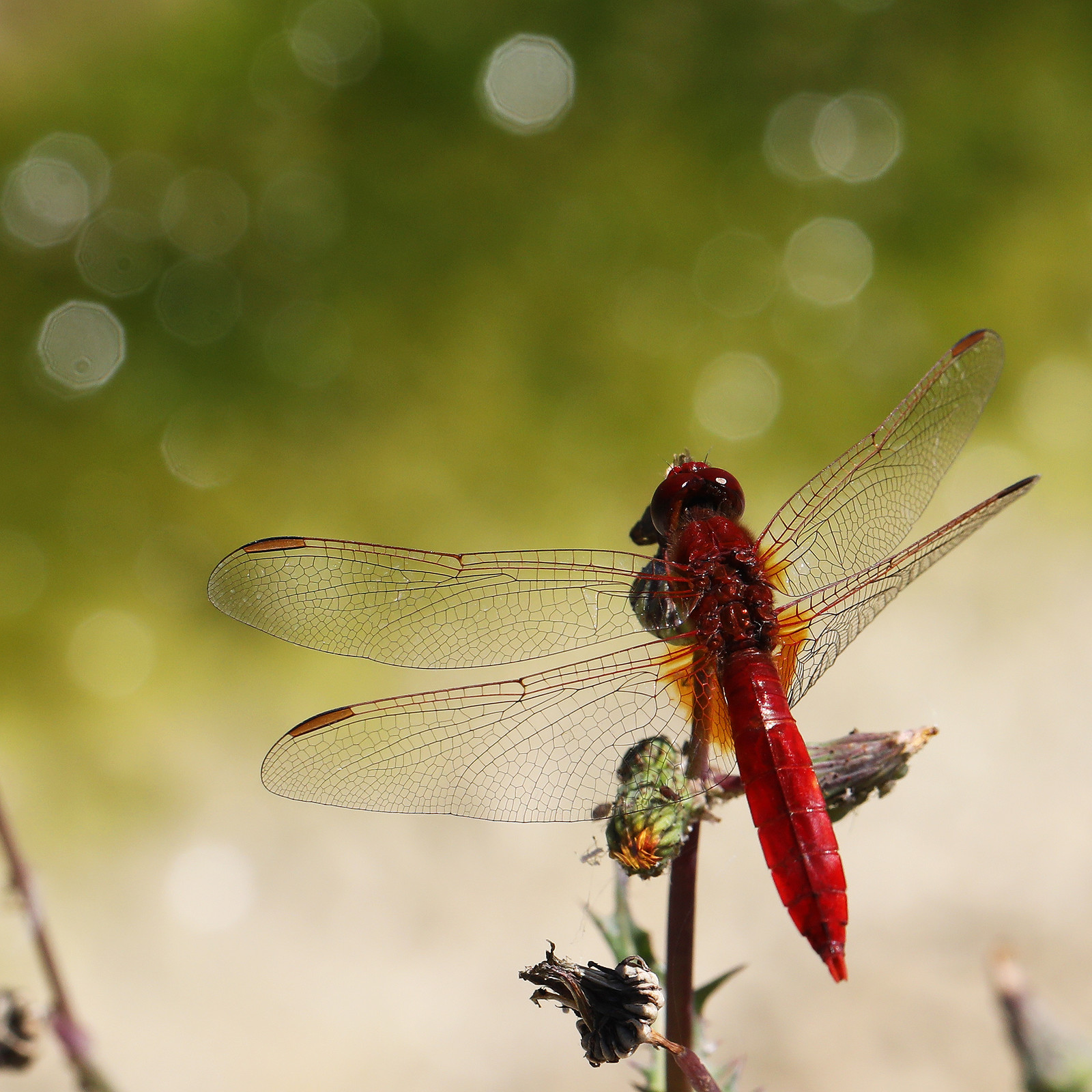 crocothemis-erythraea_1.jpg