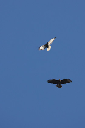 Faune et Flore de Suisse, 2022