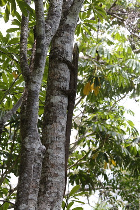 L'Australie à Cow Bay et Cape Tribulation en 2017