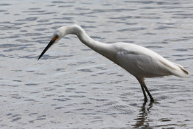 Hopkins, Octobre-Novembre 2021