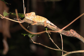 Quatre jours de terrain à Punta Gorda