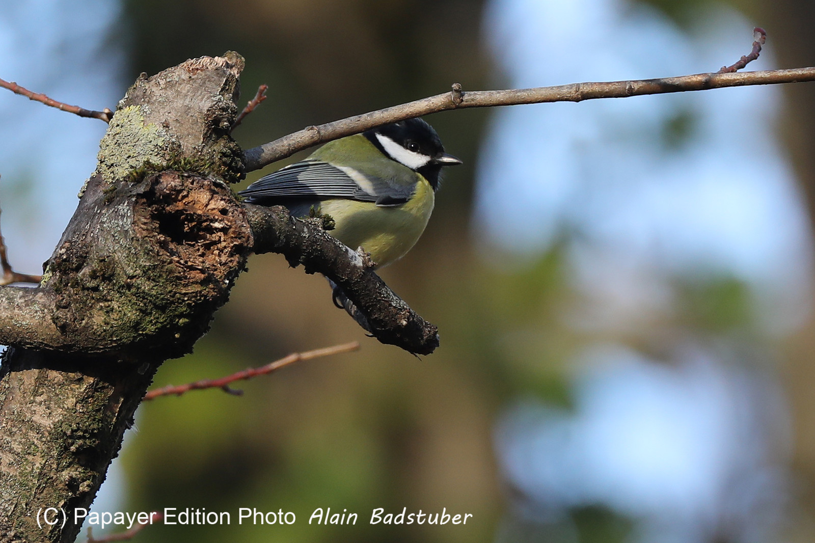 2022;Faune;Suisse;Vaumarcus;Vertébré;Oiseaux;Passeriformes;Mesange;Charbonniere;Parus;major